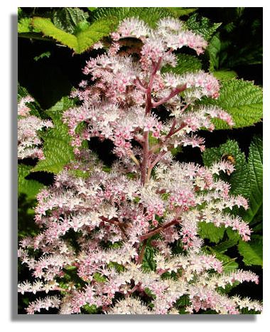 Filipendula