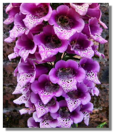 Foxglove