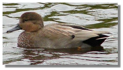 Gadwall
