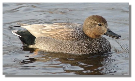 Gadwall
