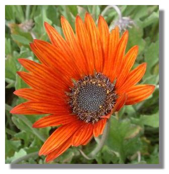 Gazania