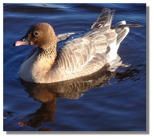 Pink-footed Goose
