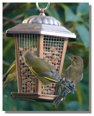 Greenfinch