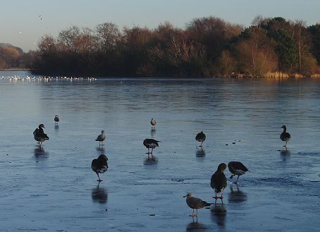 Gulls on Ice