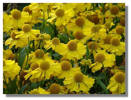 Helenium