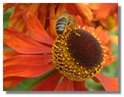 Helenium