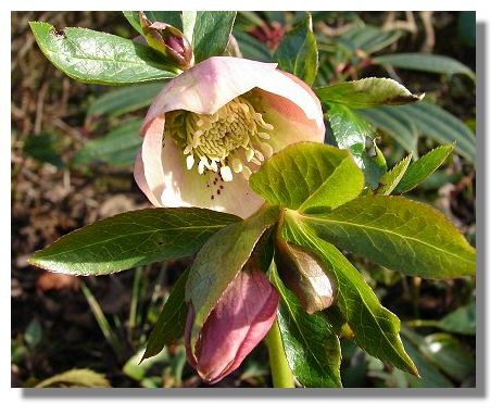 Helleborus