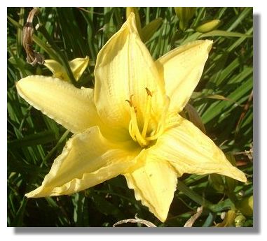 Hemerocallis