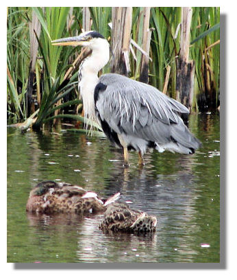 Heron