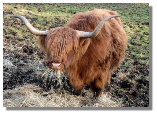  something appealing about Highland cattle. Perhaps it is their long hair 