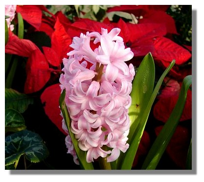 Hyacinth