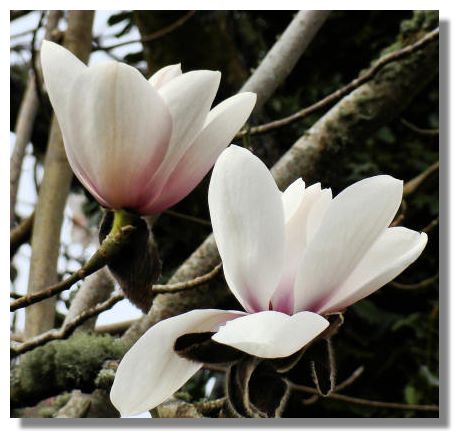 magnolia tree tattoo. number of white Magnolias,