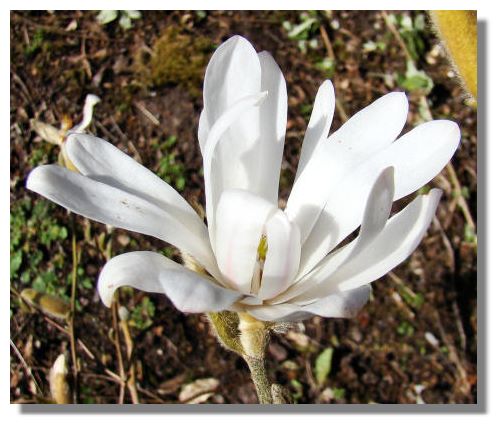 star magnolia tree pictures. Star Magnolia, or Magnolia