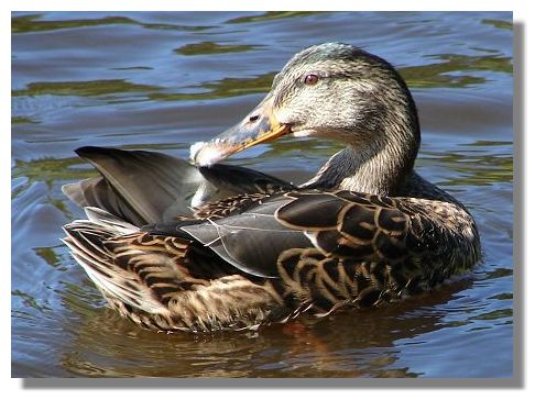 Mallard