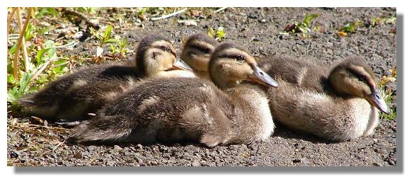 Mallard Chicks