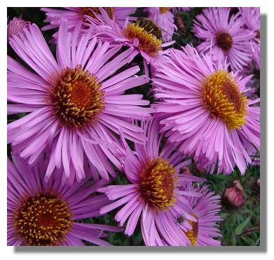 Michaelmas Daisy