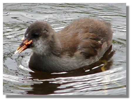 Moorhen Chick