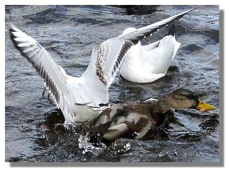 Mallard and Seagull