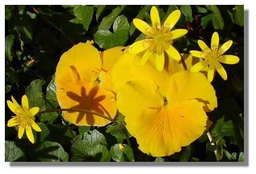 Pansy and Lesser Celandine