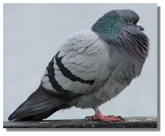 Pigeon