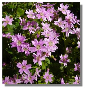 Pink Purslane