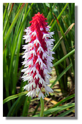 Primula Vialii