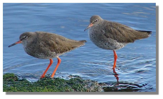 Redshanks