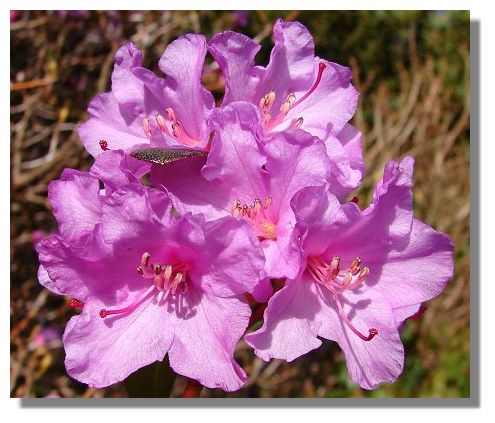 Rhododendron