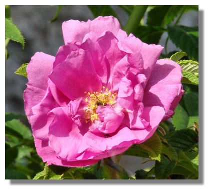japanese rose