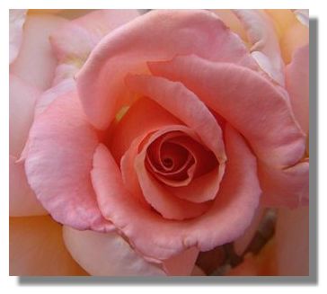 rose ayrshire queen