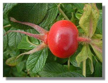 Rose Hip