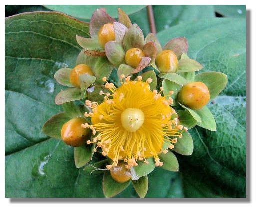 yellow rose of sharon