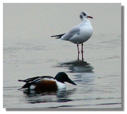 Shovelar and Seagull
