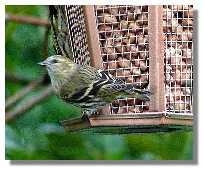 Siskin