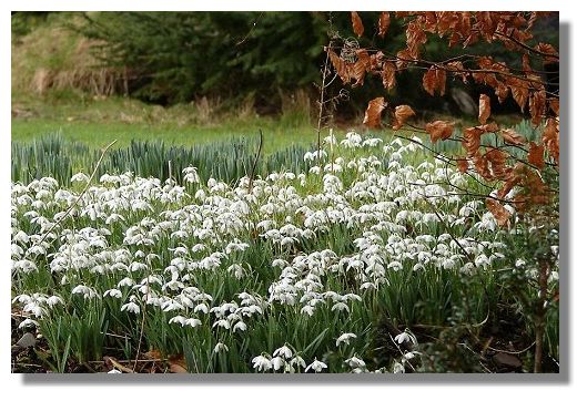 Images Of Snowdrops. Snowdrops