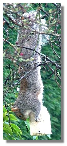 Grey Squirrel