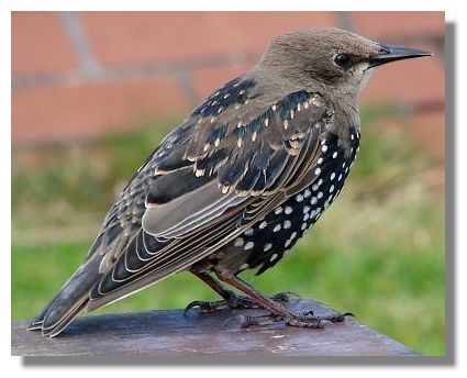 Starling