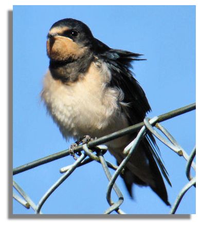 Swallow