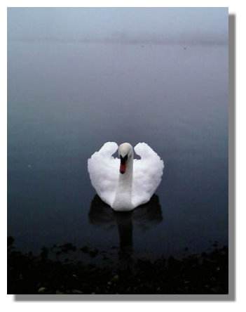 Swan in the Mist
