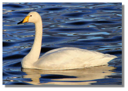 Whooper Swan