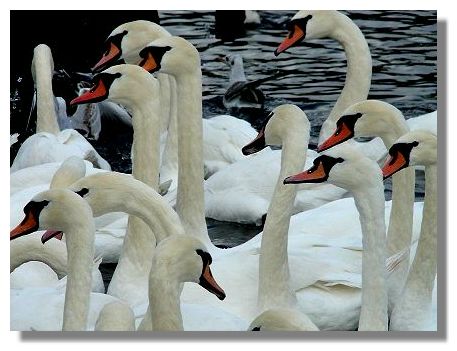 Swans