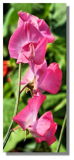 sweet pea tattoos. The flowers of Sweet Peas