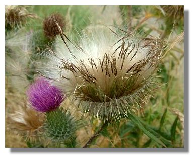 Thistle