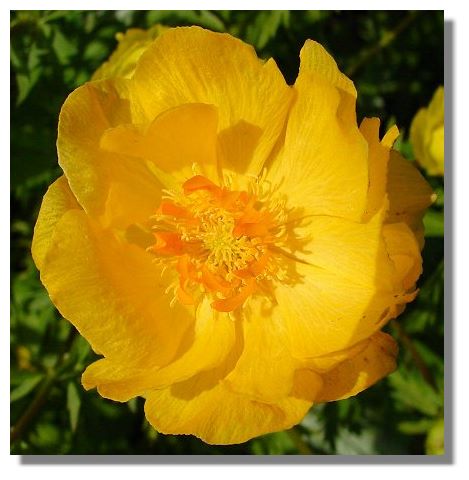 Trollius