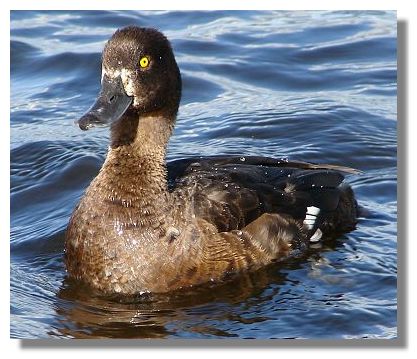 Tufted Duck