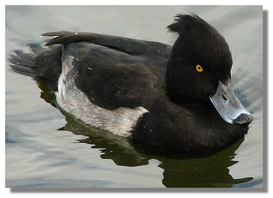 Tufted Duck