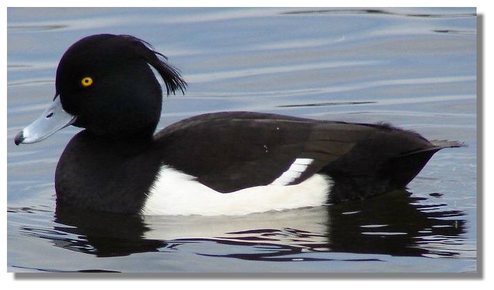Tufted Duck