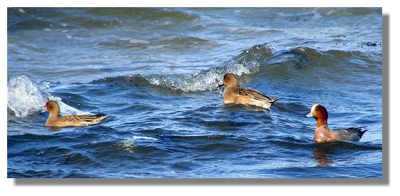 Wigeon